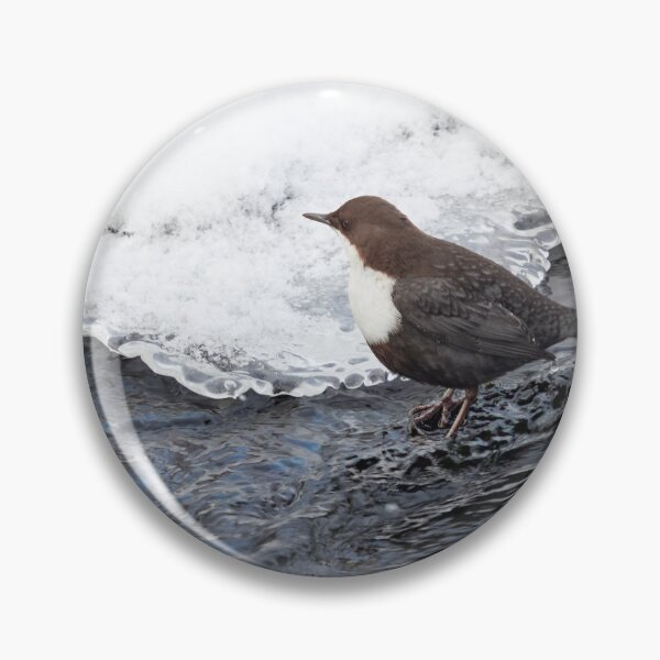 Item preview, One dipper on the rocks please. White-throated dipper designed and sold by Jouko Lehto Photography.