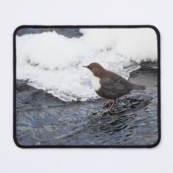 Item preview, One dipper on the rocks please. White-throated dipper designed and sold by Jouko Lehto Photography.