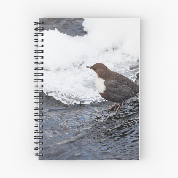Item preview, One dipper on the rocks please. White-throated dipper designed and sold by Jouko Lehto Photography.