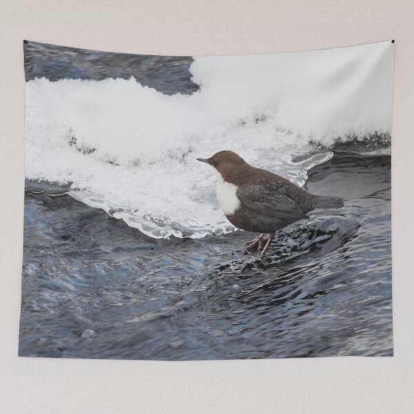 Item preview, One dipper on the rocks please. White-throated dipper designed and sold by Jouko Lehto Photography.