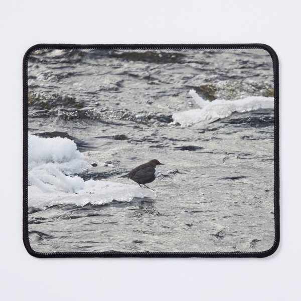 Item preview, Cooling time. White-throated dipper designed and sold by Jouko Lehto Photography.