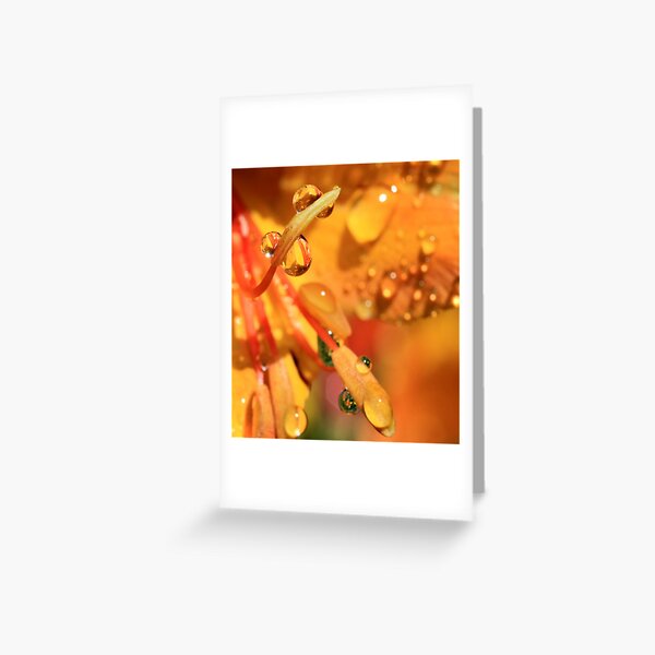 Golden Drops Greeting Card