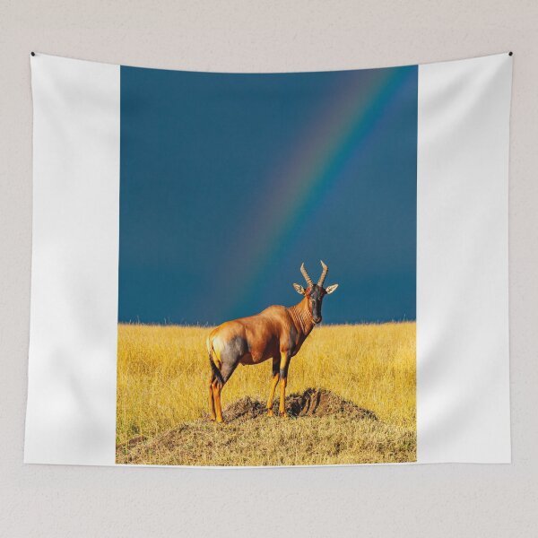 Item preview, Rainbow over the Masai Mara savannah in Kenya, Topi Gazelle designed and sold by Ingo Gerlach.