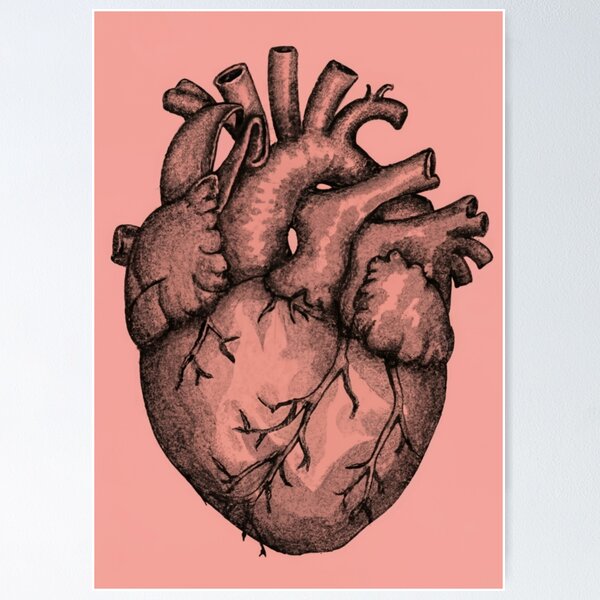 Realistic Heart, Real Internal Organ. Anatomical Realism. Inner Human Body  Part With Veins, Aortas, Detailed Drawing In Retro Style. Anatomy  Hand-drawn Vector Illustration Isolated On White Background Royalty Free  SVG, Cliparts, Vectors,