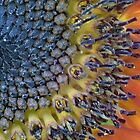 «Estigmas púrpuras- Girasol de cerca» de CraftyTiger