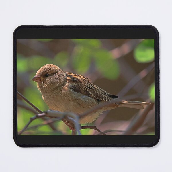 Item preview, Female house sparrow- Ontario/Canada designed and sold by VeenaNair23.