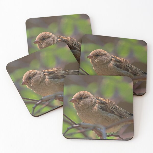Item preview, Female house sparrow- Ontario/Canada designed and sold by VeenaNair23.