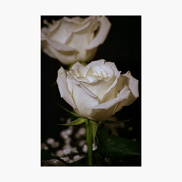 Item preview, White Roses designed and sold by Lori Walton.