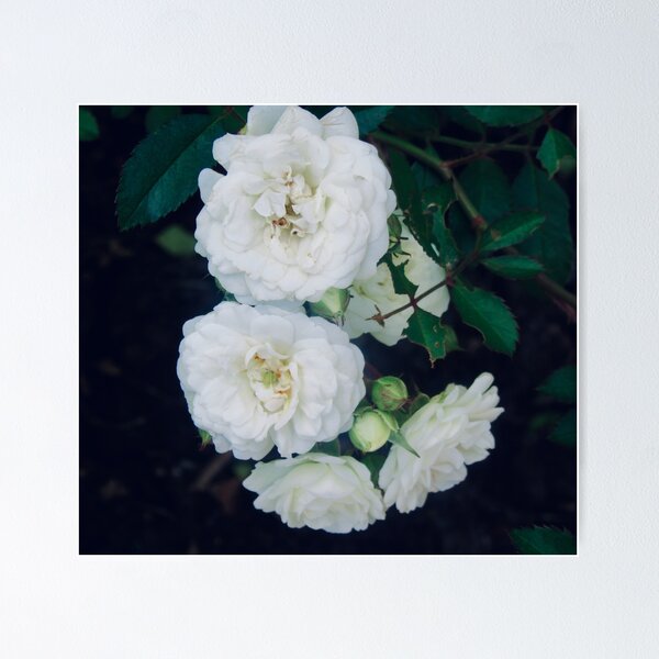 Item preview, Rosas blancas designed and sold by Shulie1.