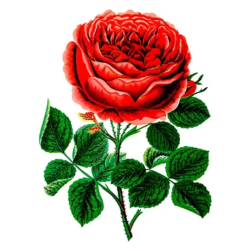 Artwork thumbnail, Red Roses by suewen