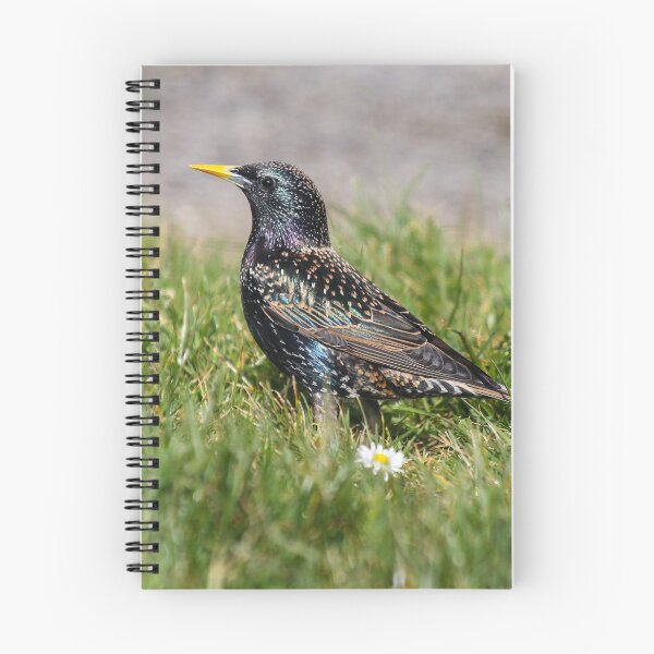 Item preview, Starling iridescence designed and sold by GreyFeatherPhot.