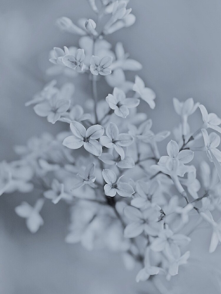 Syringa Blossoms by gardenpictures