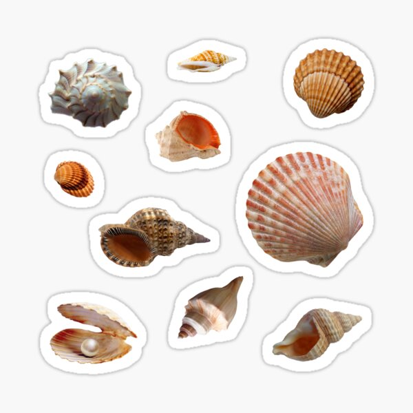 Scallops - Buy Shells Online - Shell Paradise