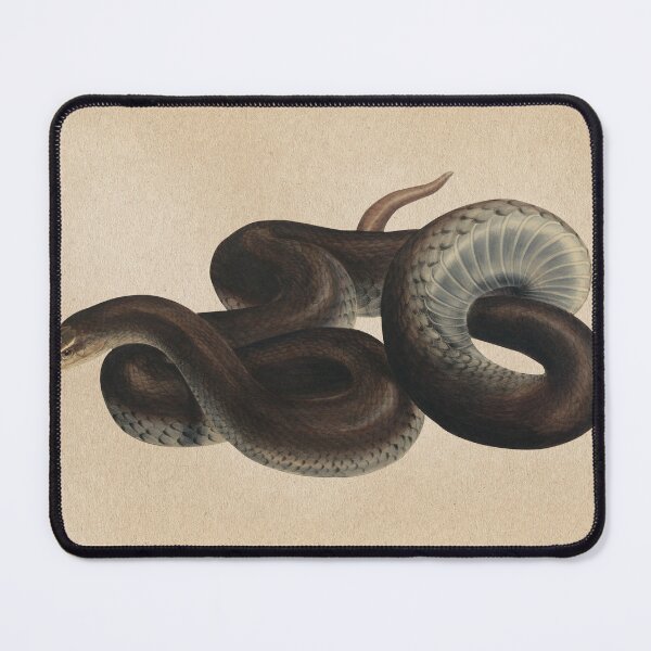 Item preview, Venomous Snake Vintage Scientific Illustration designed and sold by InnerCitadel.