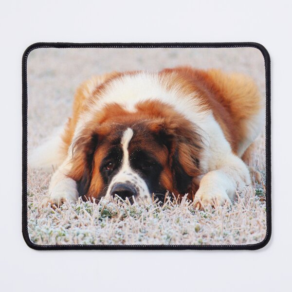 Item preview, Cute St Bernard Photo designed and sold by TheAnimalZ00.