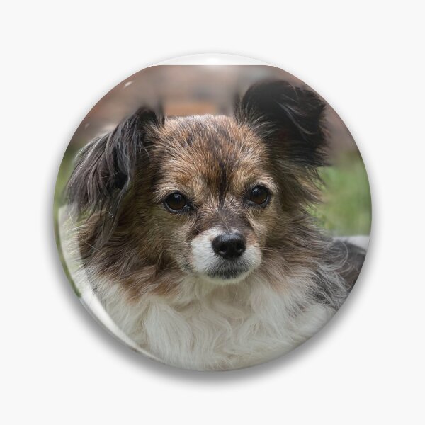 Item preview, Papillon Photo designed and sold by TheAnimalZ00.