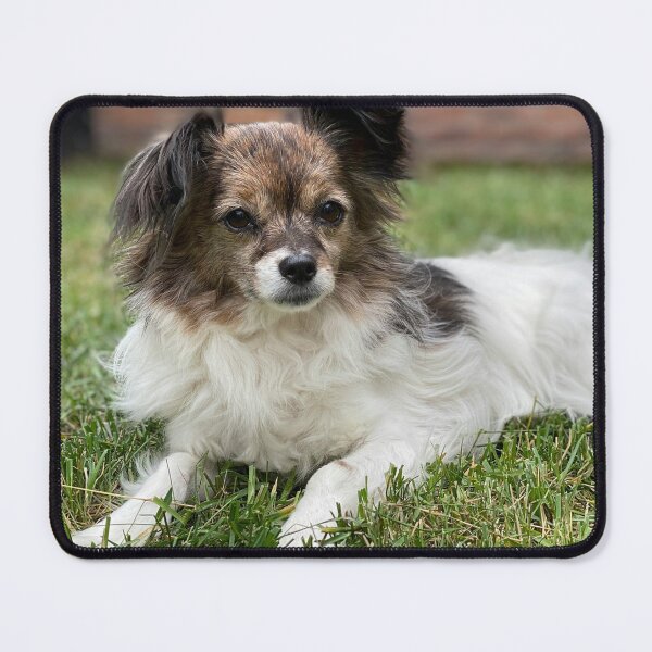 Item preview, Papillon Photo designed and sold by TheAnimalZ00.