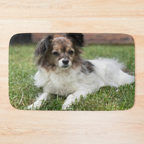 Item preview, Papillon Photo designed and sold by TheAnimalZ00.
