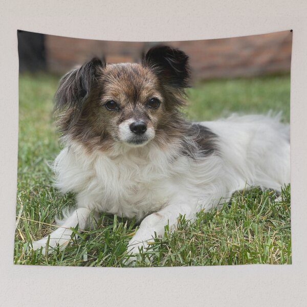 Item preview, Papillon Photo designed and sold by TheAnimalZ00.