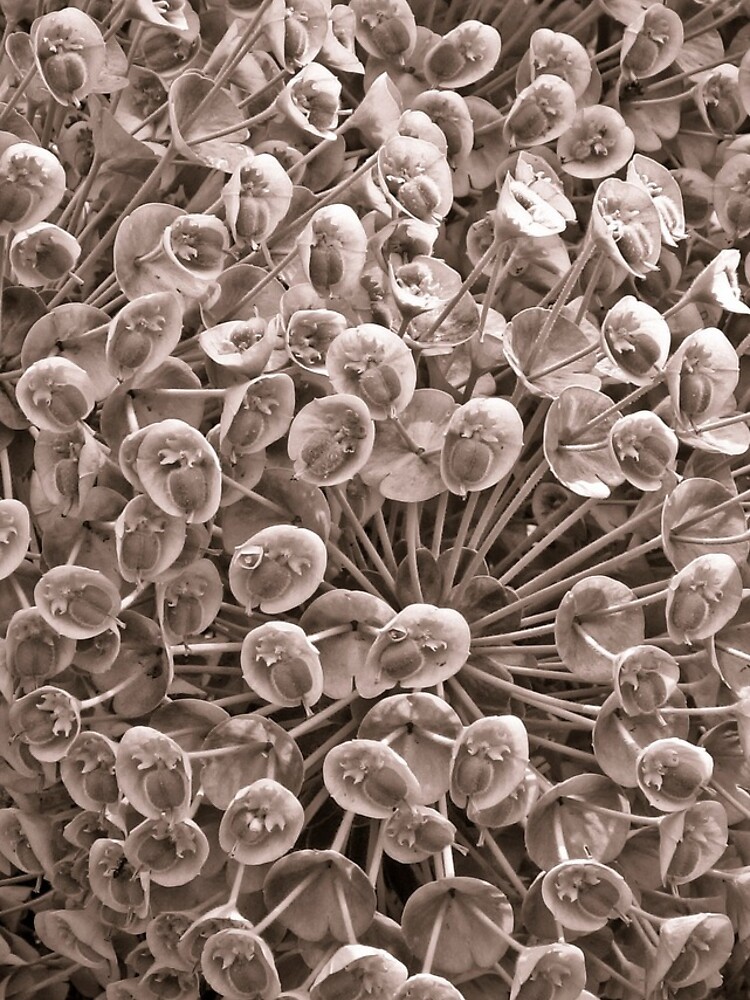 Sepia Nature Pattern by gardenpictures