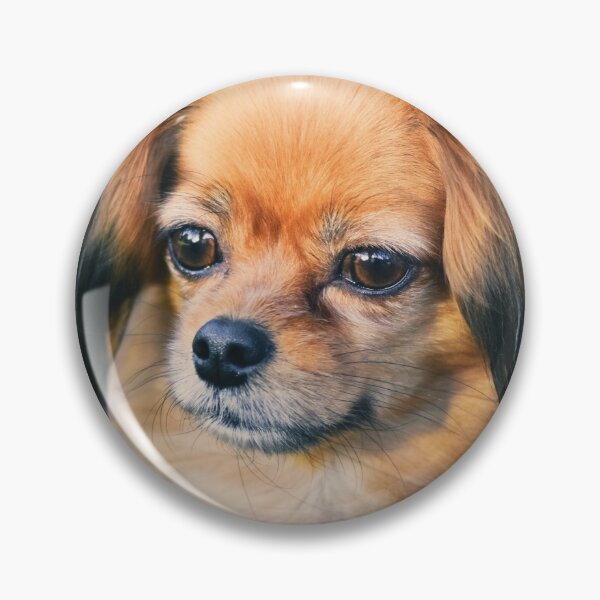 Item preview, Cute Papillon Face designed and sold by TheAnimalZ00.
