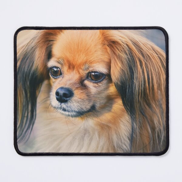 Item preview, Cute Papillon Face designed and sold by TheAnimalZ00.