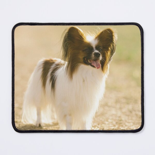 Item preview, Cute Papillon Dog designed and sold by TheAnimalZ00.