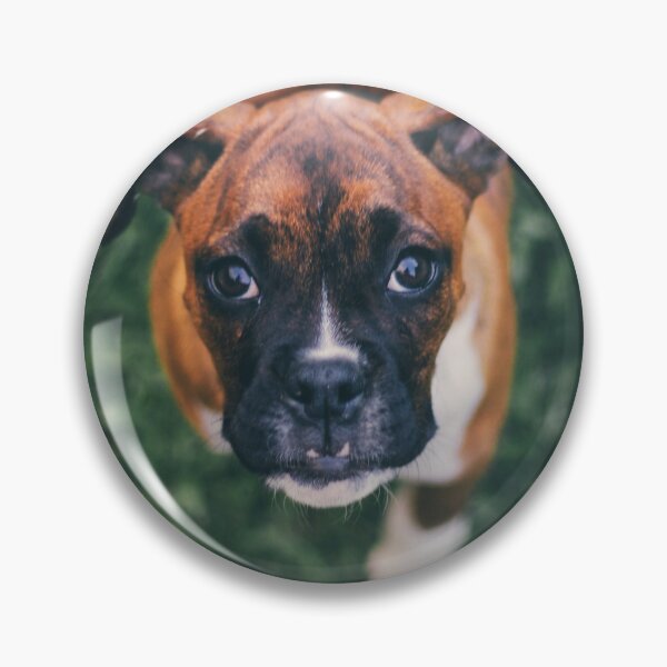 Item preview, Cute Boxer Photo designed and sold by TheAnimalZ00.