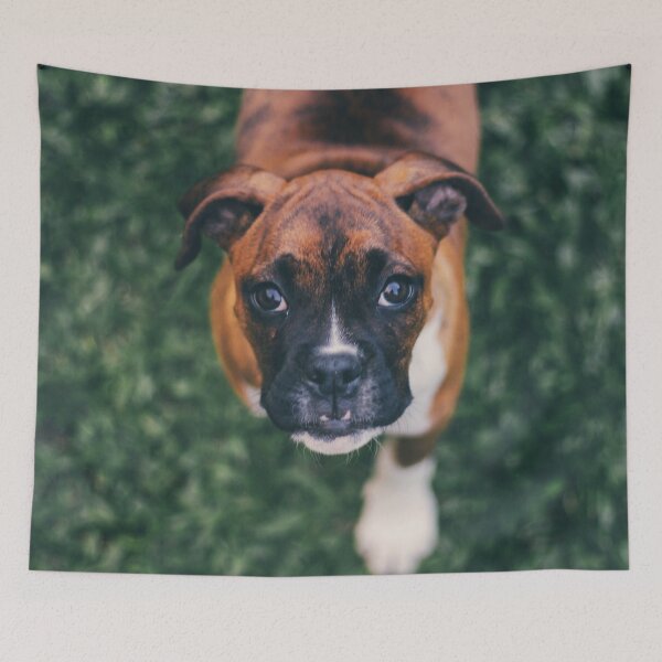 Item preview, Cute Boxer Photo designed and sold by TheAnimalZ00.