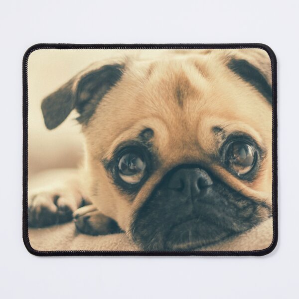 Item preview, Pug Face designed and sold by TheAnimalZ00.