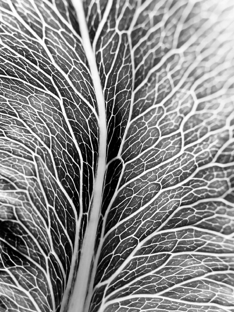 Leaf Pattern by gardenpictures