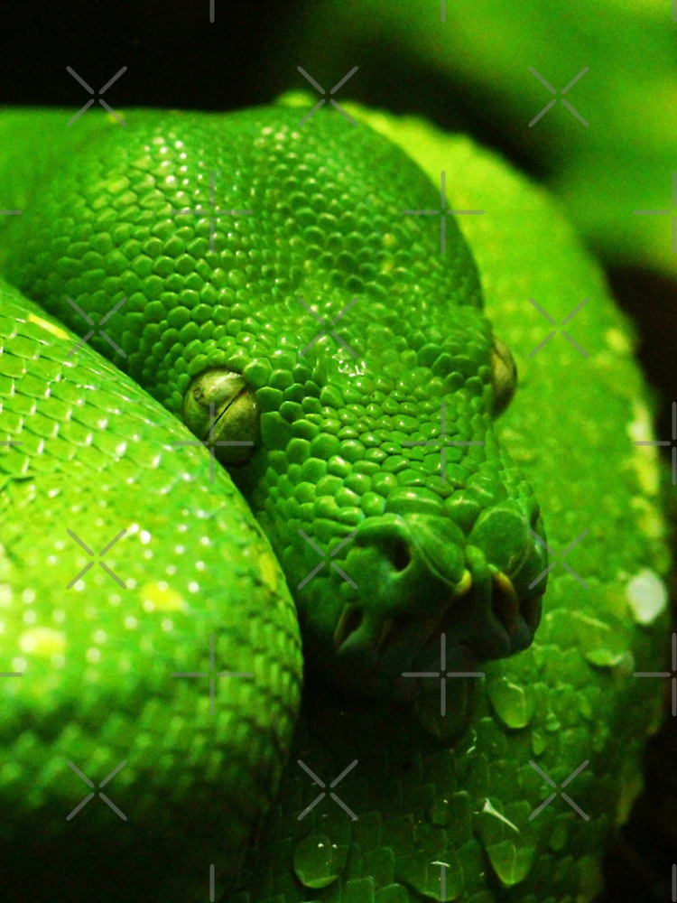 Thumbnail 4 of 4, iPhone Case, Green Tree Python Photo designed and sold by TheAnimalZ00.