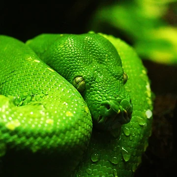 Artwork thumbnail, Green Tree Python Photo by TheAnimalZ00