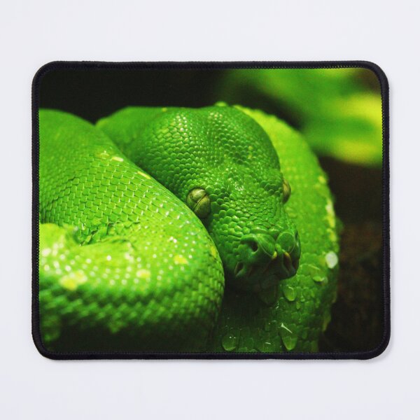 Item preview, Green Tree Python Photo designed and sold by TheAnimalZ00.