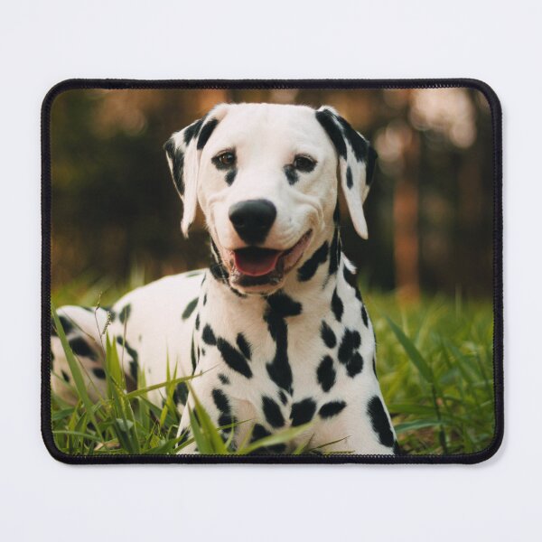 Item preview, Cute Dalmatian Puppy Photo designed and sold by TheAnimalZ00.