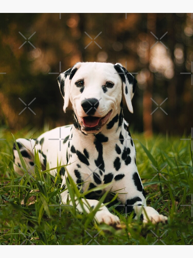 Baby Dalmatian Dog Buy Dalmatian For Sale Near Me Hot Sale