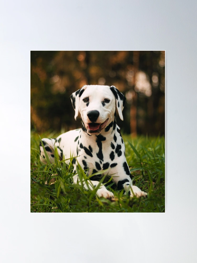 額装品/Dalmation Puppy/アノニマス/ポスター/アート/インテリア 額装