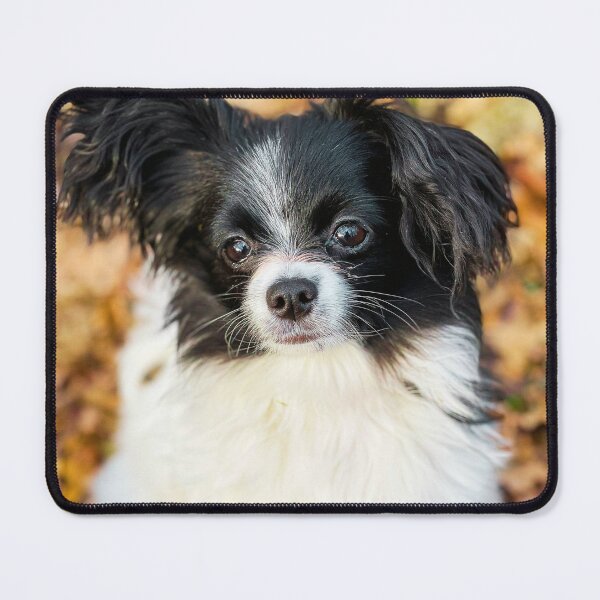 Item preview, Papillon Puppy Photo designed and sold by TheAnimalZ00.