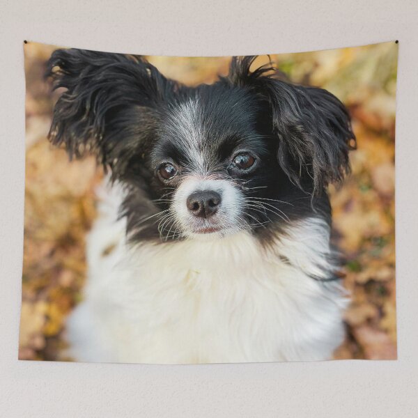 Item preview, Papillon Puppy Photo designed and sold by TheAnimalZ00.