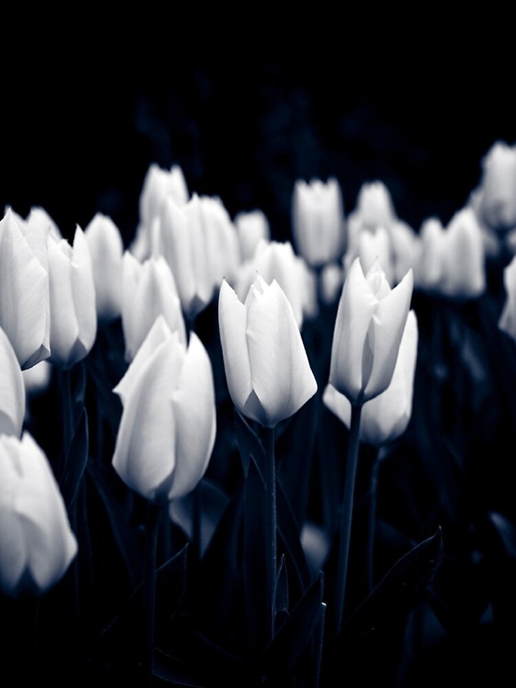 Monochrome Tulips by gardenpictures