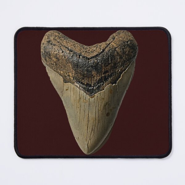 Item preview, Otodus Megalodon Shark Prehistoric Meg Tooth designed and sold by Shelly Little.
