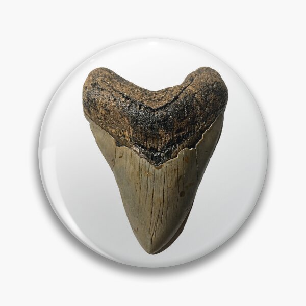 Item preview, Otodus Megalodon Shark Prehistoric Meg Tooth designed and sold by Shelly Little.