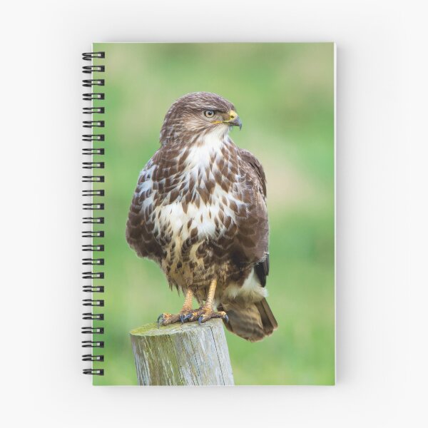 Item preview, Common Buzzard designed and sold by YussefRafik.