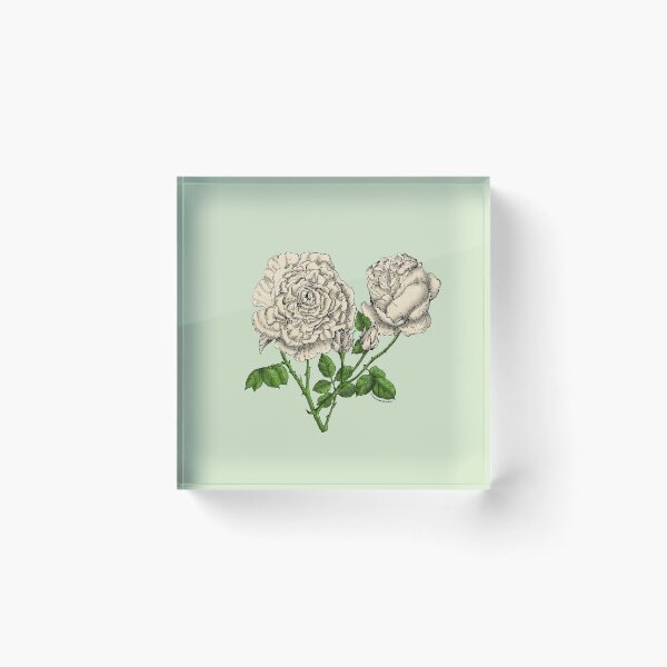 Item preview, Cream Cupped Rose Bloom Very Full 40+ Petals In 3+ Rows designed and sold by Rachael Taylor.