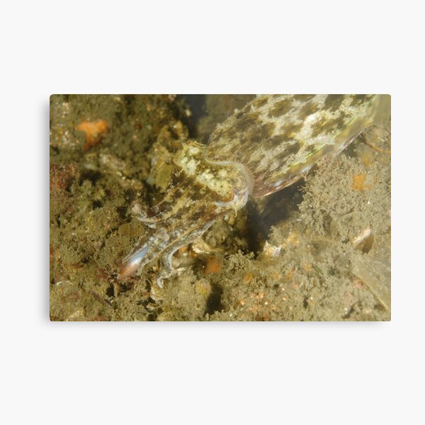 Hunting Mourning Cuttlefish Metal Print