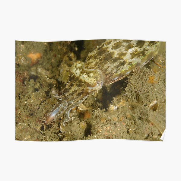 Hunting Mourning Cuttlefish Poster
