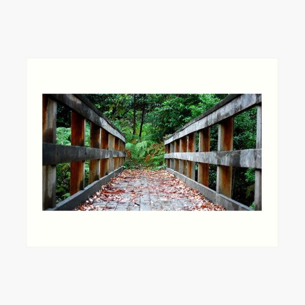 Mill Creek Walking Track NSW Art Print