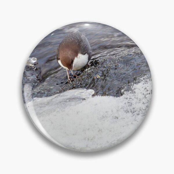 Item preview, A bit slippery. White-throated dipper designed and sold by Jouko Lehto Photography.