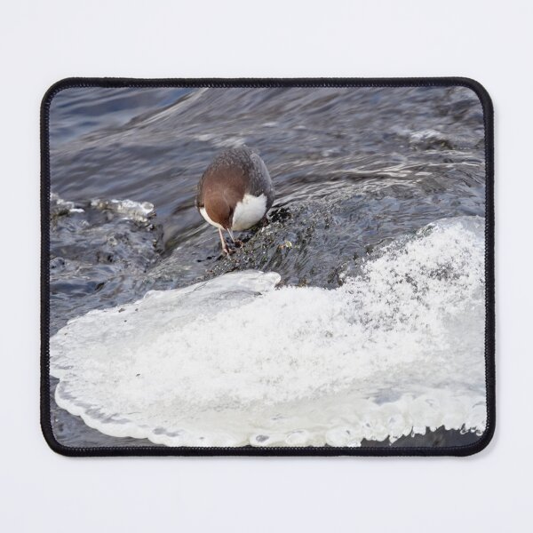 Item preview, A bit slippery. White-throated dipper designed and sold by Jouko Lehto Photography.