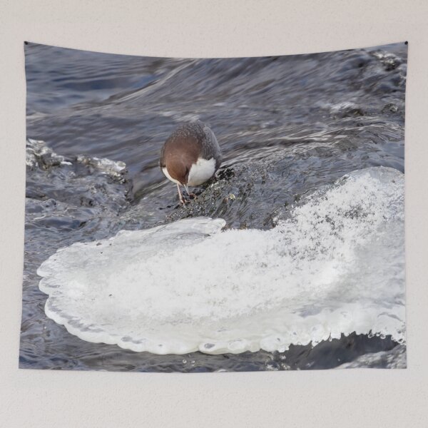 Item preview, A bit slippery. White-throated dipper designed and sold by Jouko Lehto Photography.